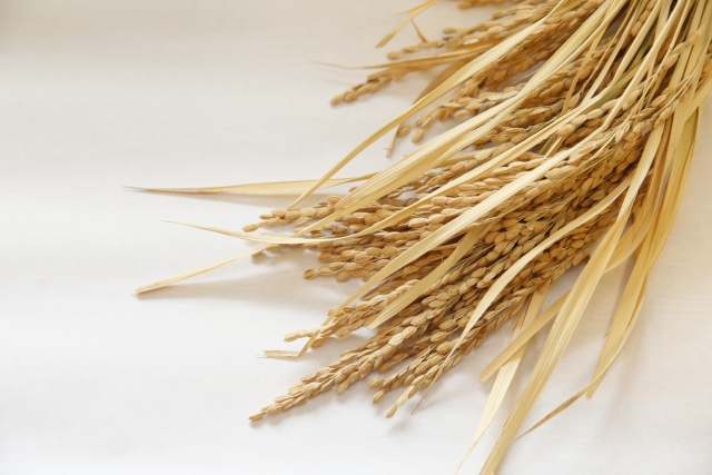 神饌（稲穂）